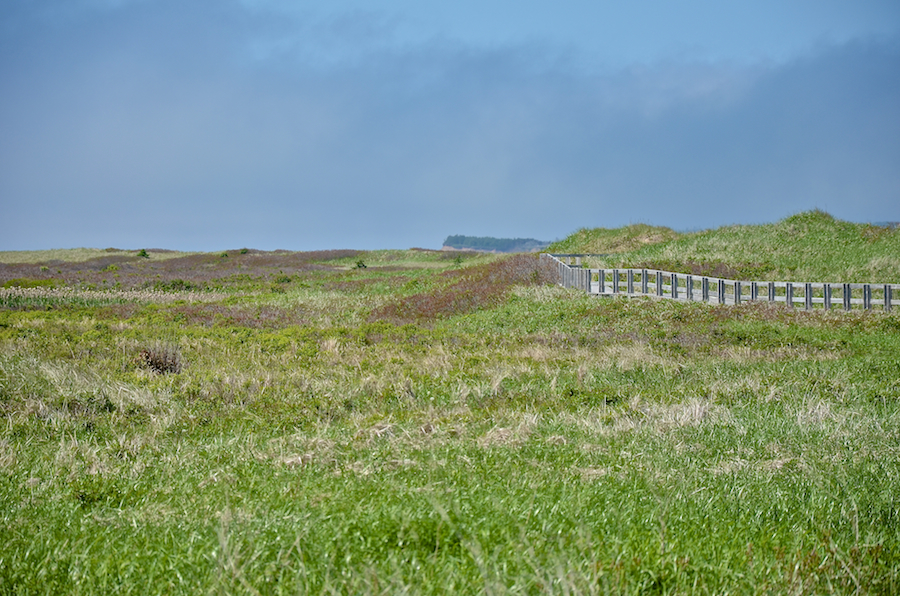 The boardwalk from near the parking area