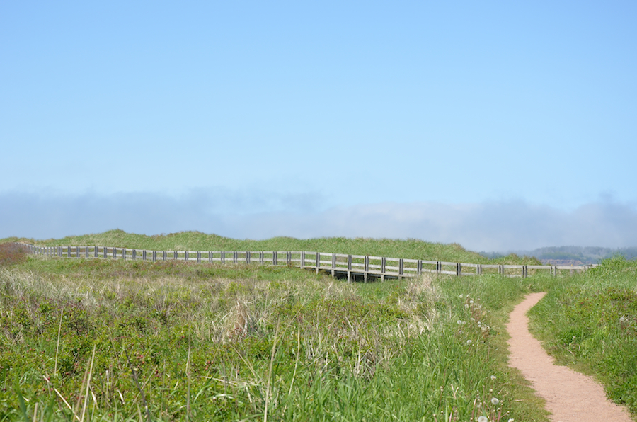 The boardwalk from near the parking area