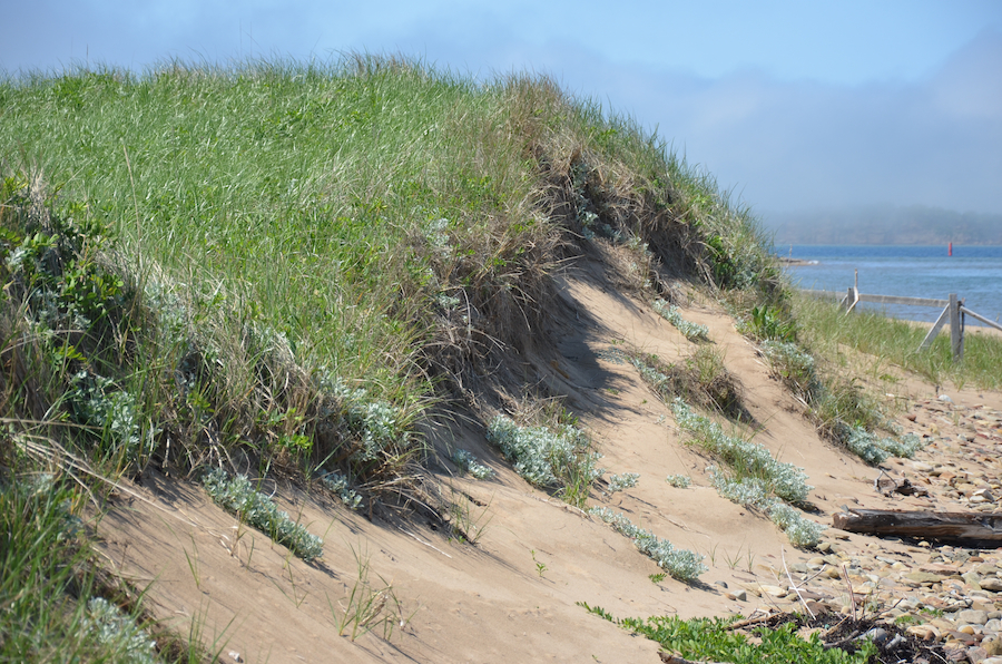 Close up of a sand dune