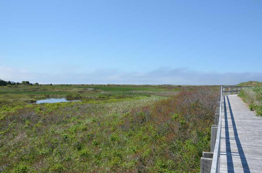 Along the boardwalk