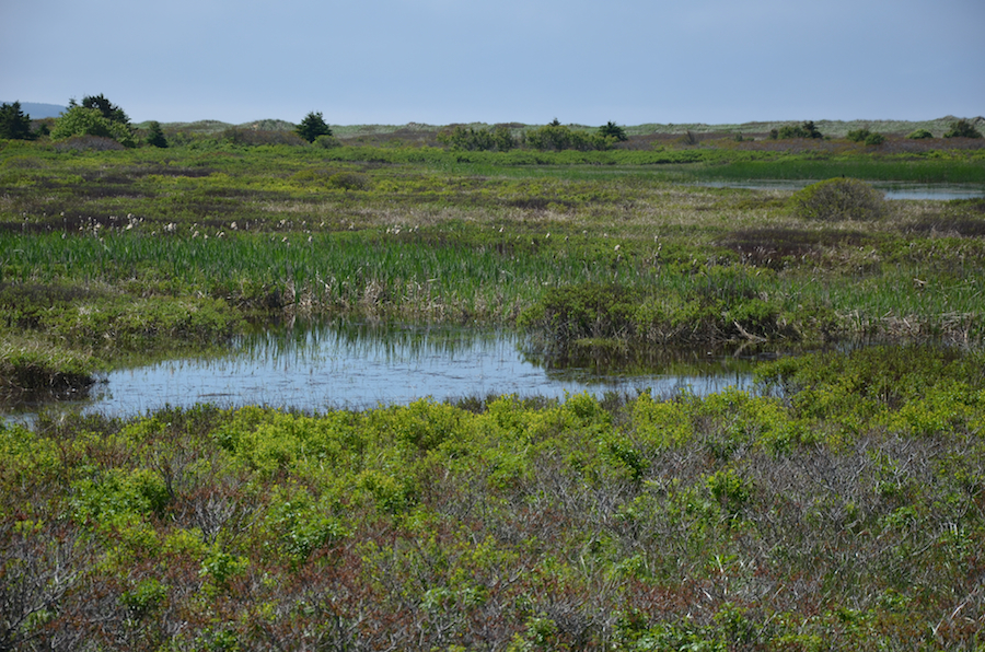 Close-up of the ponds