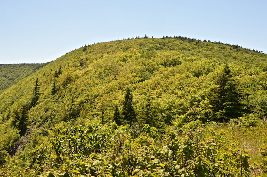 The hillside above the Meat Cove Look-Off
