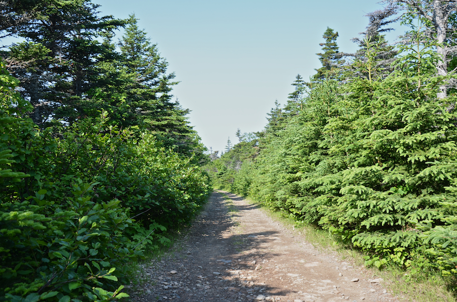 The Lowland Cove Trail at the summit of the western Highlands