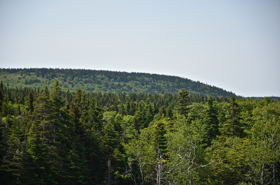 Close-up of the Highlands