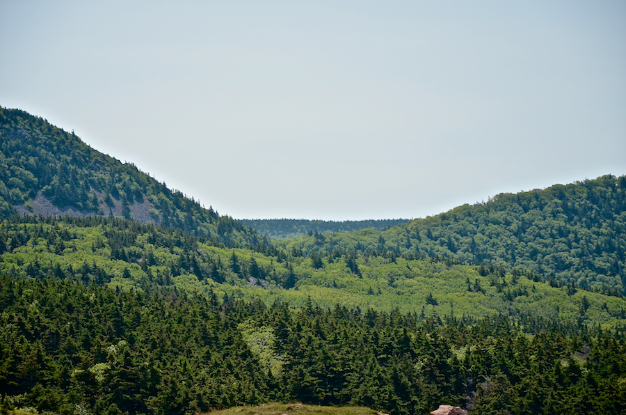 The col between Bear Hill and Grey Mountain