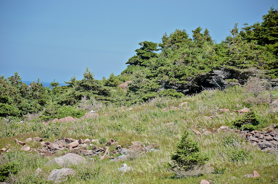 At the edge of the forest inland of the northern coast at the northwestern end of Cape St Lawrence