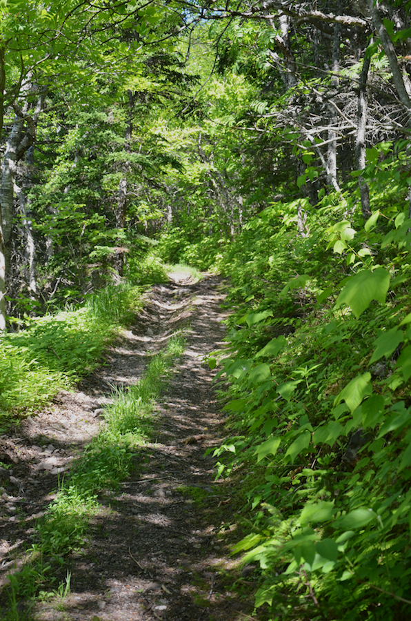 The Cape St Lawrence Trail below the look-off