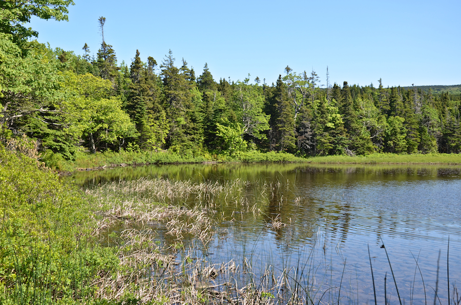 The eastern end of the largest unnamed pond