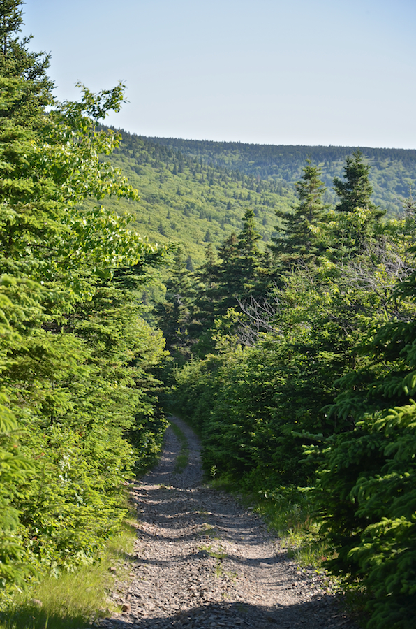 Looking down and past the Lowland Cove Trail