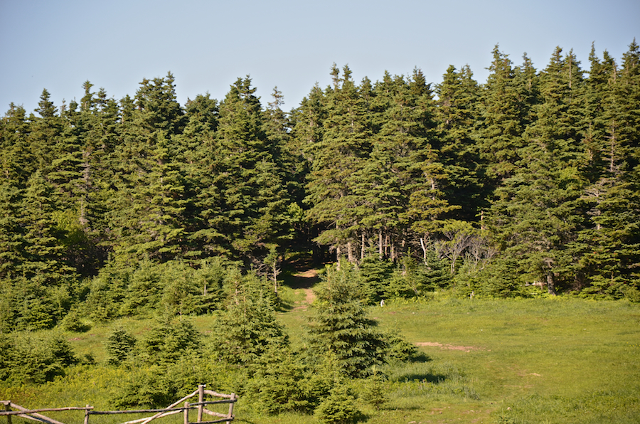 An intriguing trail at the old Fraser homestead