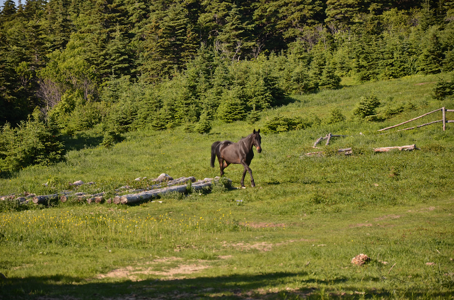 A horse at the old Fraser Homestead