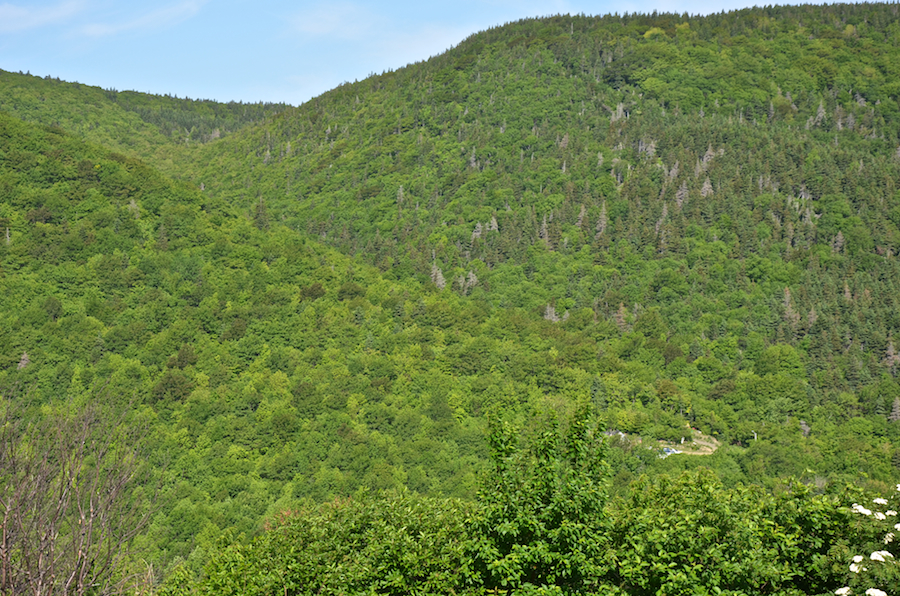 The trail to the Look-Off, Cape St Lawrence, and Lowland Cove from the Hines Oceanview Lodge