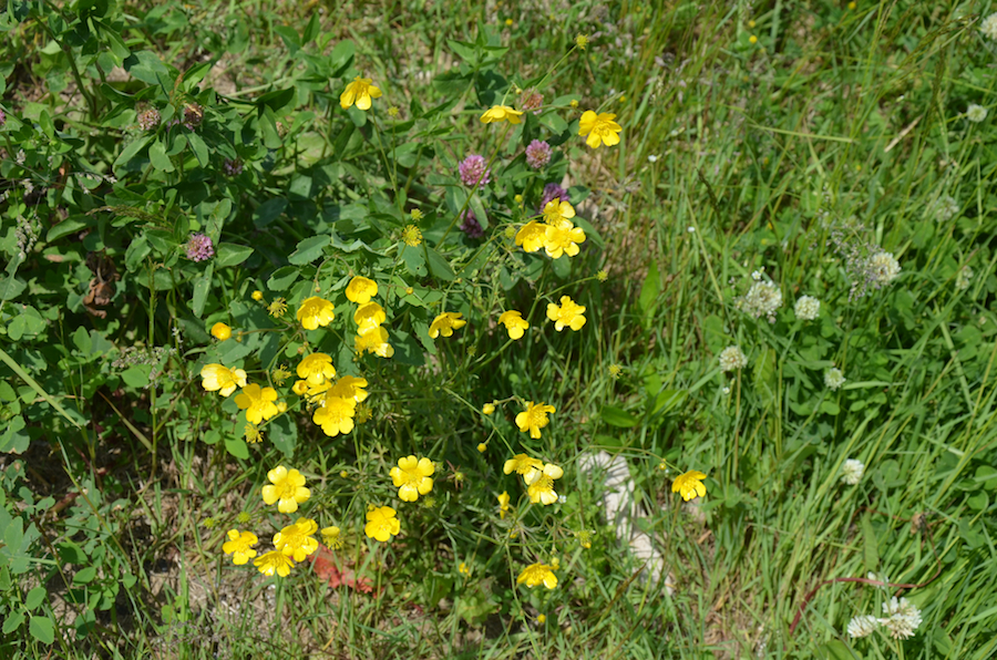 Plants along the shore at Pigs Cove