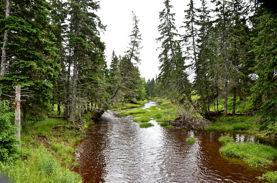 Looking upstream from the bridge on Maple Brook Road