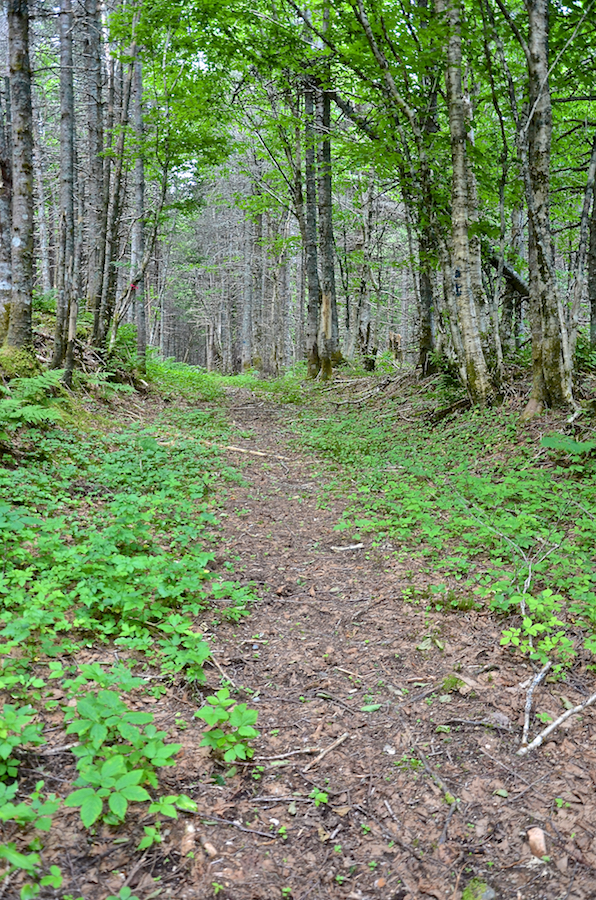 The MacEachen Trail