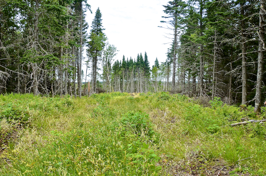 A relatively new fire break across the MacEachen Trail