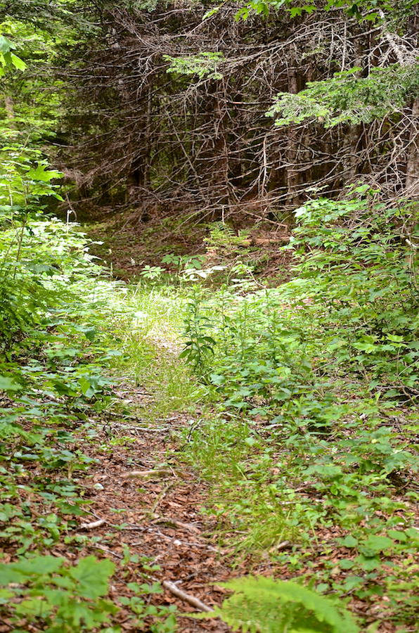 The MacEachen Trail at its junction with the Highland Link Trail