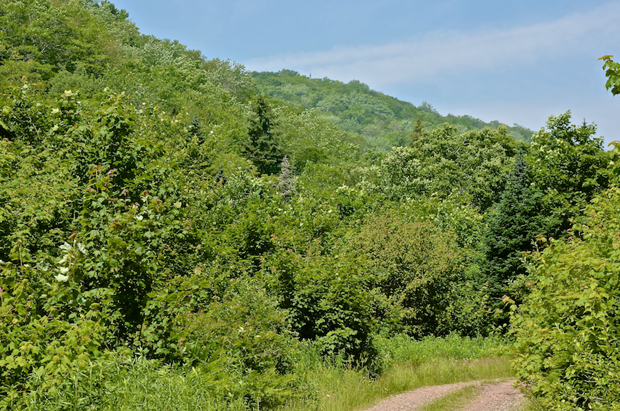 The side of Whycocomagh Mountain from Logans Glen Road