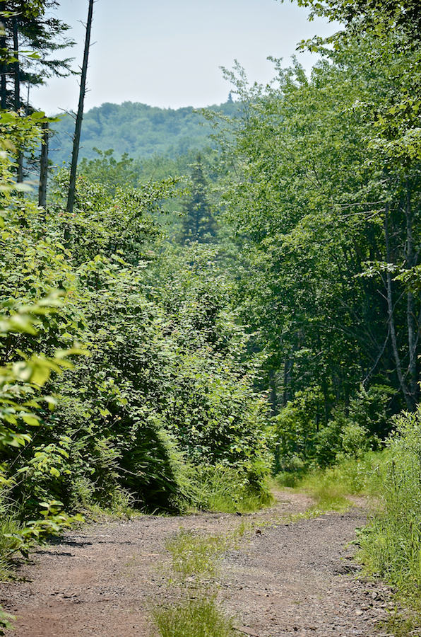 Looking up at Whycocomagh Mountain above Logans Glen Road
