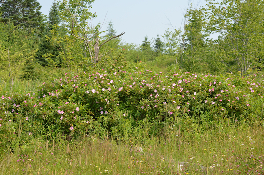 Rosebush along the Melrose Hill Road
