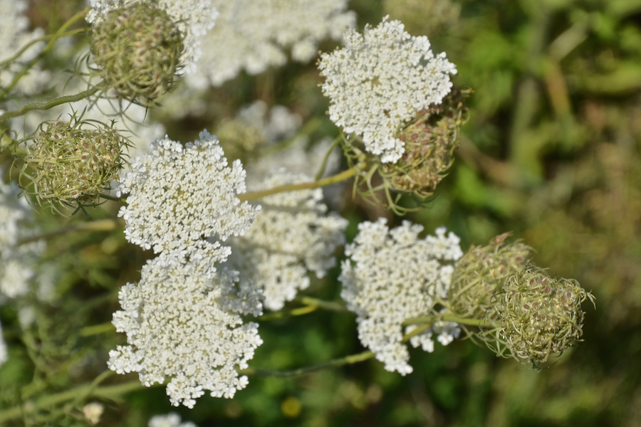 Queen Anne’s Lace