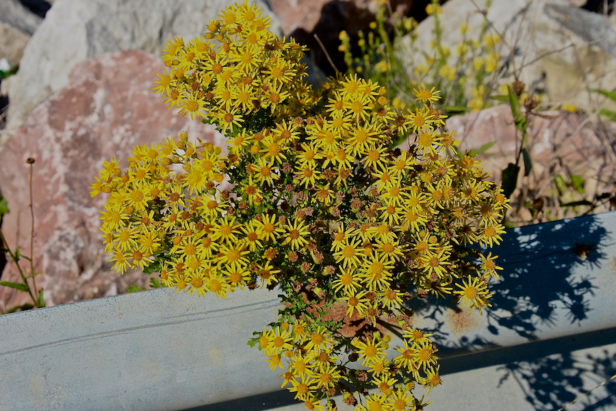 Golden Ragwort