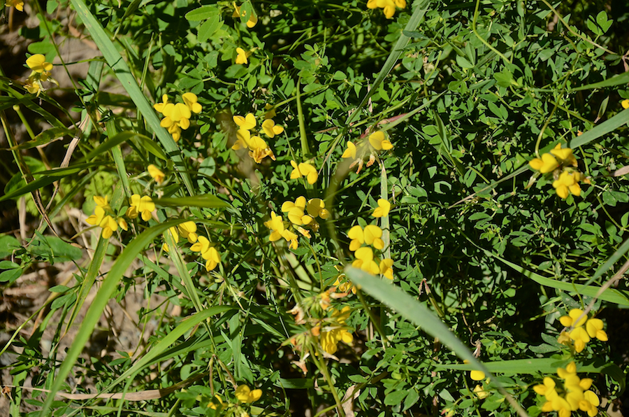 Birdsfoot Trefoil