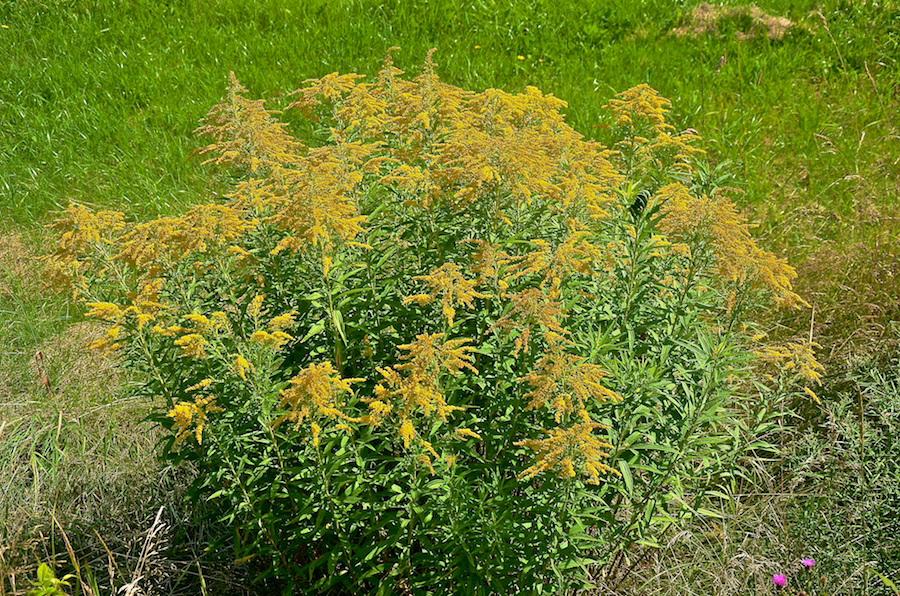 Goldenrod in flower