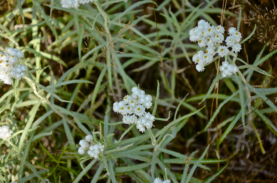 Pearly everlasting