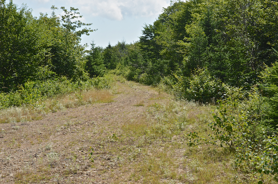 A logging road leads away from the Gairloch Mountain Road