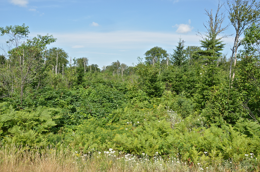 A look at a rejuvenating forest alongside of Gairloch Mountain Road