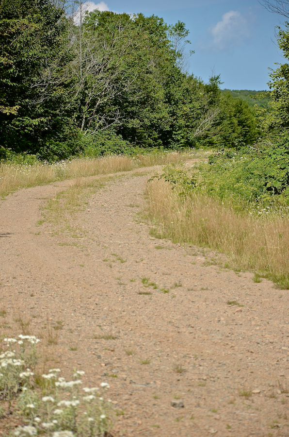 A look down another logging road