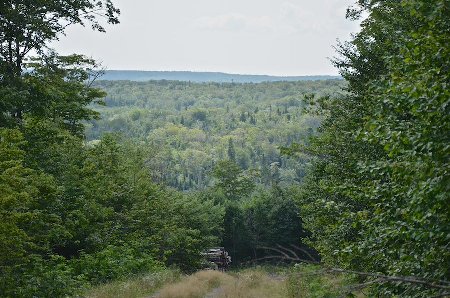 Looking towards St Patricks Channel from a logging road