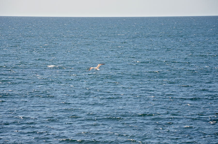 Gull fishing over the Atlantic