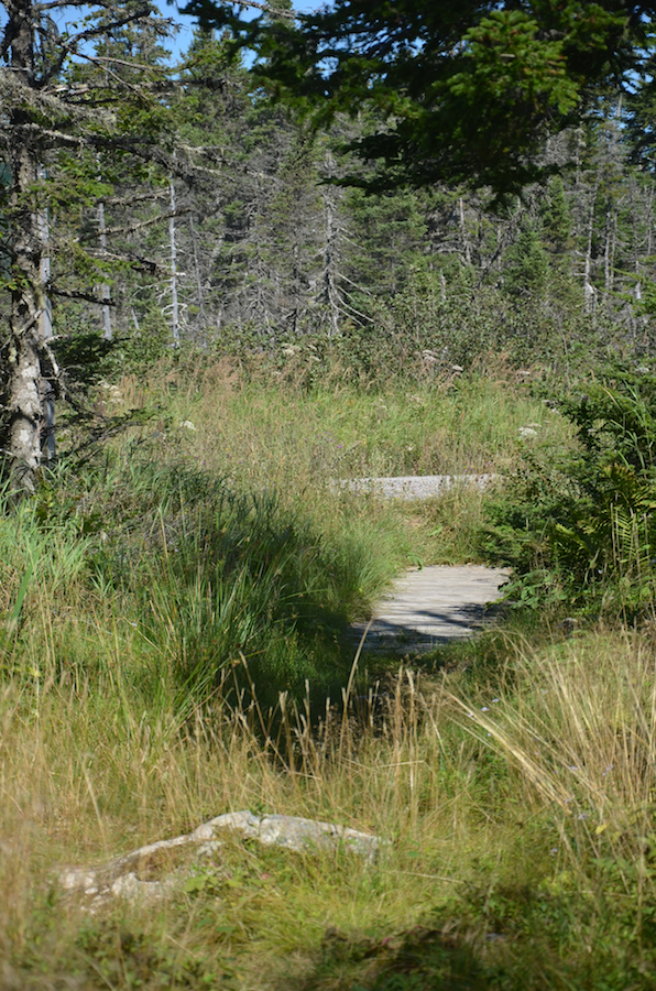 The start of the Simon Point Trail