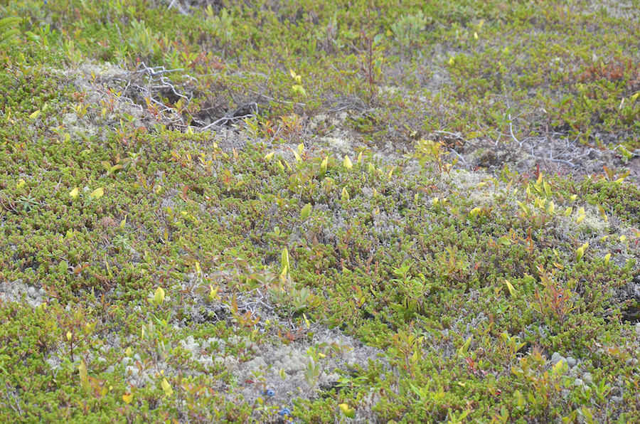 Ground cover along the trail