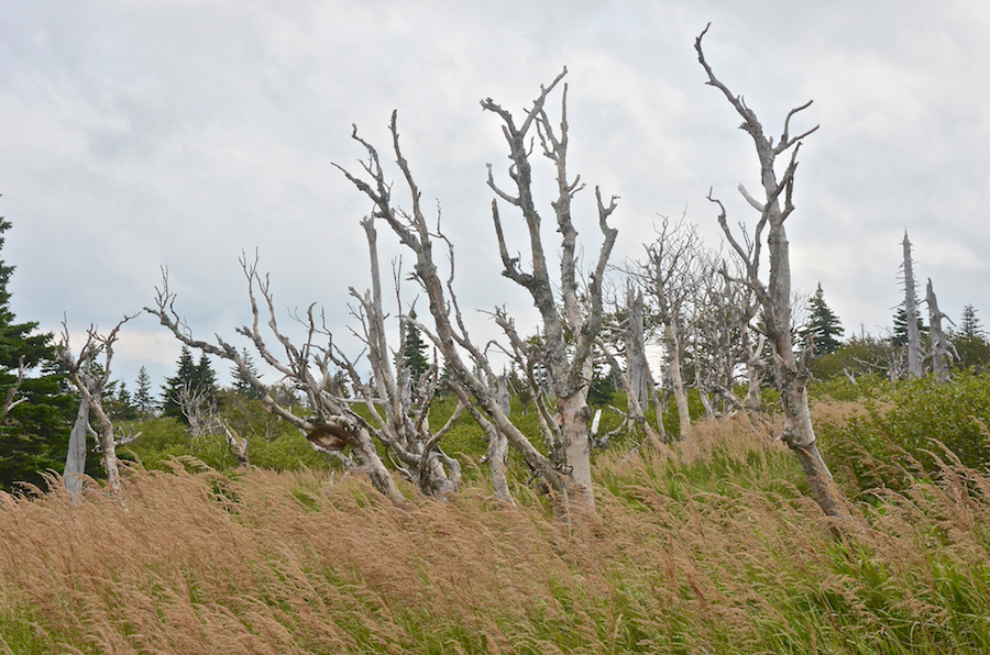 Tree ghosts amid the grasses
