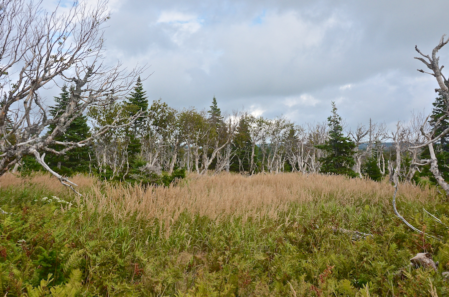 A field of hay