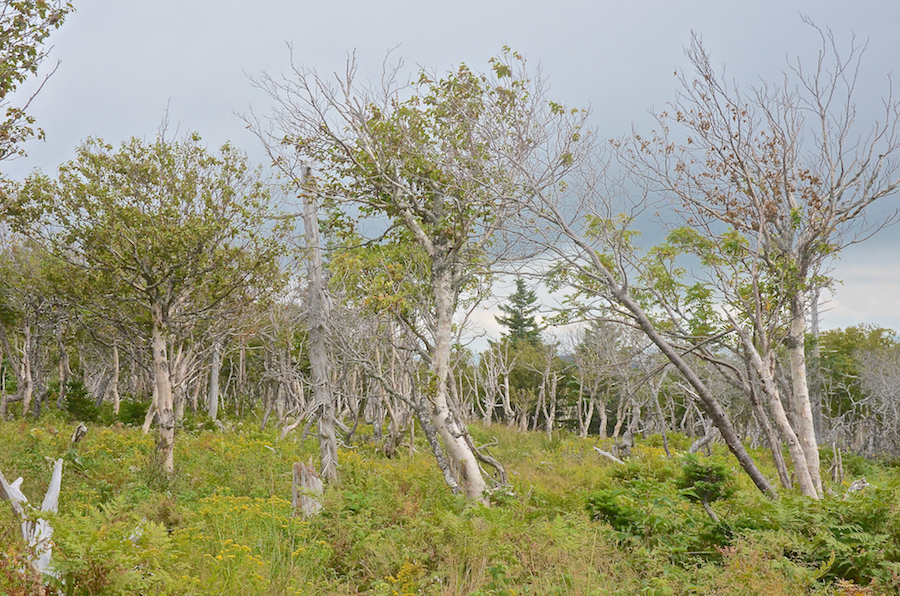 Another stand of birches