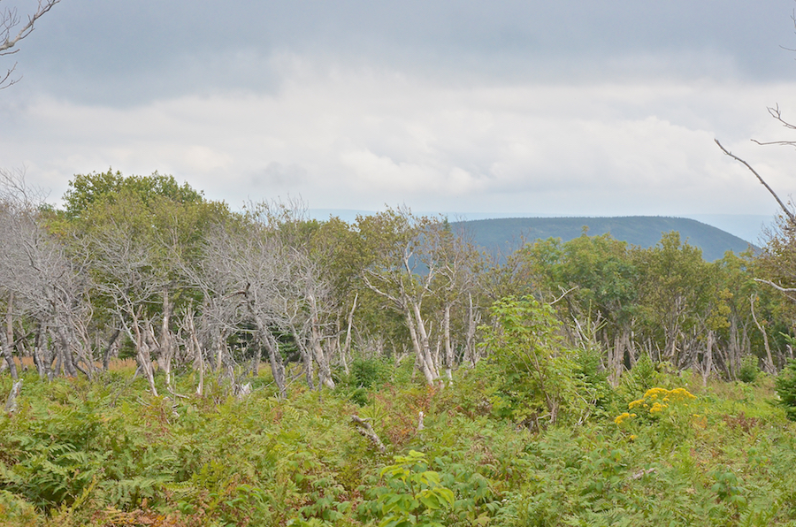 Theodore Fricker Mountain seen from North Mountain