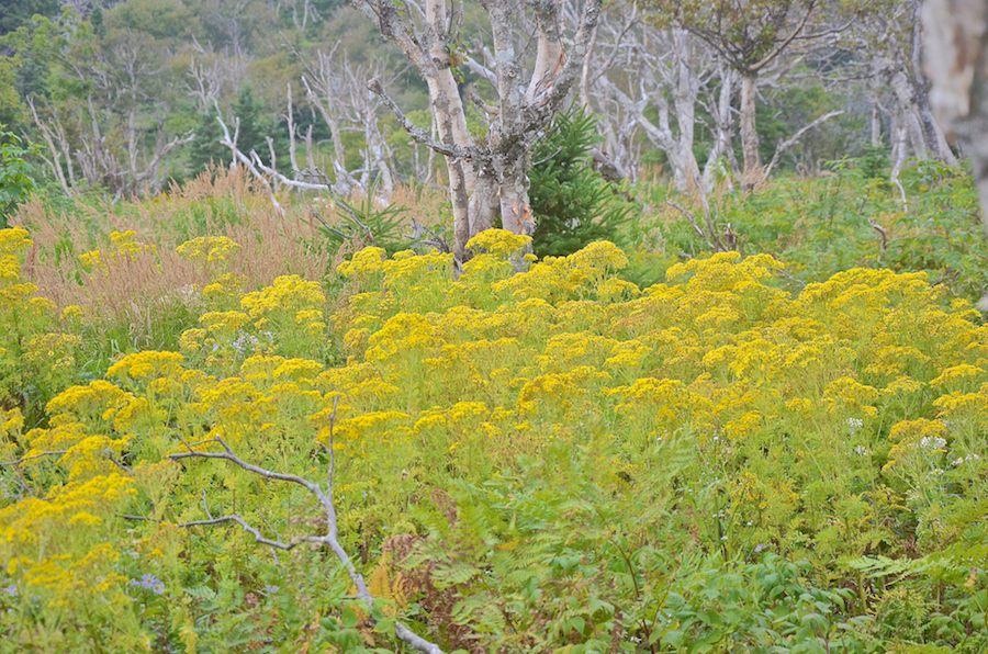 Golden Ragwort