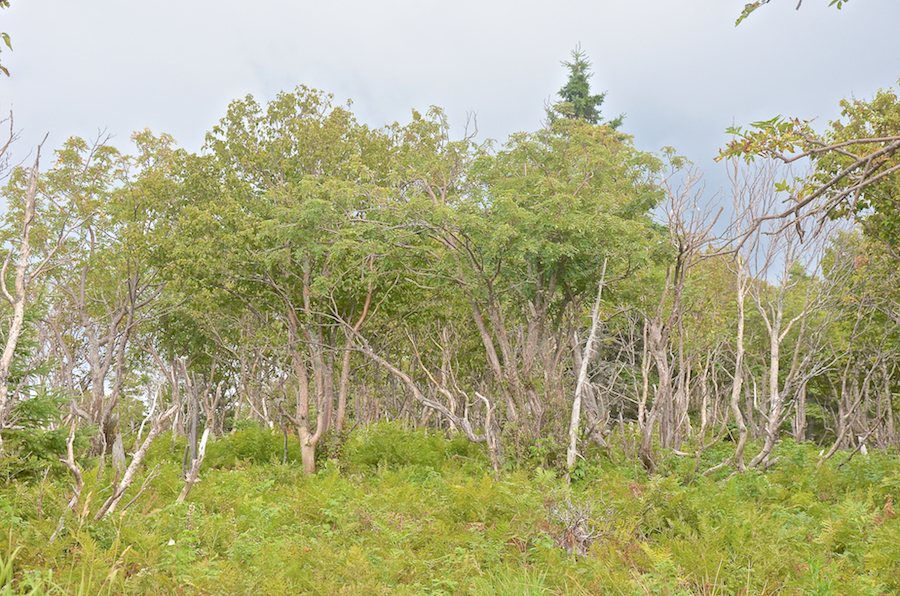 A mixed birch and ash stand