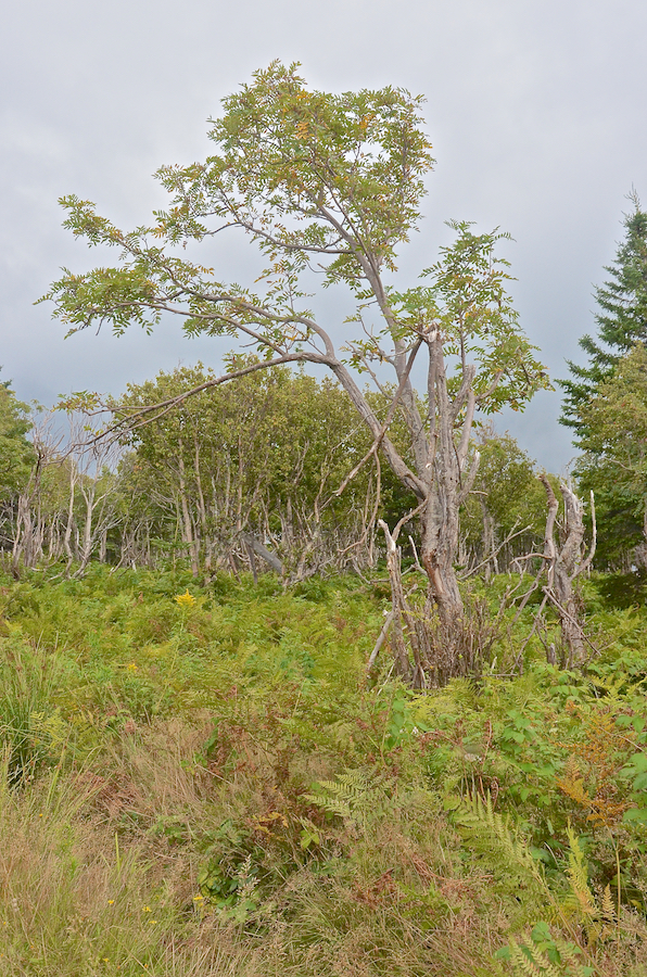 Another stand of trees
