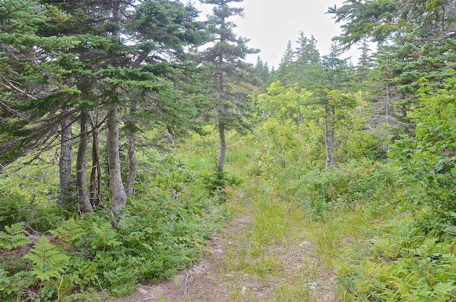 The trail from beside the park bench
