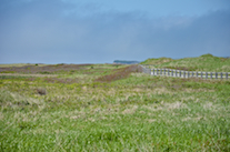 The boardwalk from near the parking area