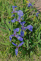 Iris near the automated light