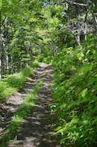 The Cape St Lawrence Trail below the look-off