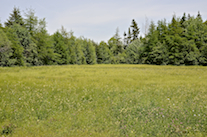 Field along the Dunmore Road
