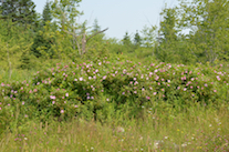Rosebush along the Melrose Hill Road