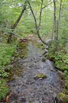 Falls Brook